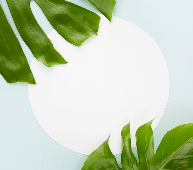 Vista superior de duas folhas de monstera com espaço de cópia