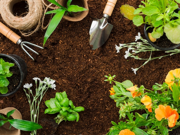 Vista superior de ferramentas e plantas de jardinagem