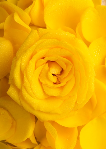 Vista superior de lindas flores amarelas