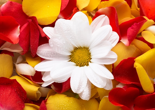 Vista superior de lindas flores em cores diferentes