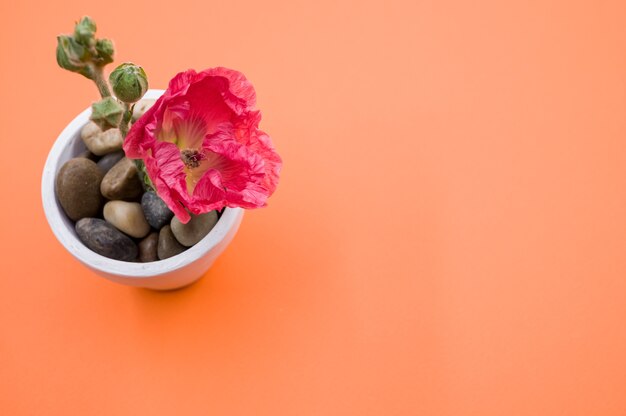 Vista superior de uma flor de cravo rosa em um pequeno vaso, colocado em uma superfície laranja