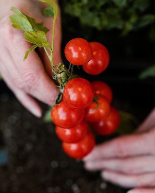 Vista superior de uma mulher plantando tomates no solo