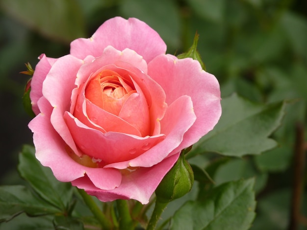 Vista superior de uma rosa rosa em um fundo de suas folhas