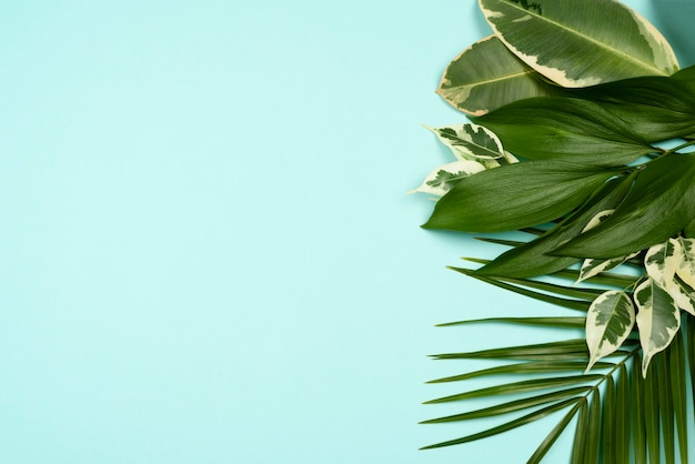 Foto grátis vista superior de uma variedade de folhas de plantas