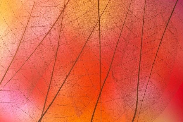 Foto grátis vista superior do arranjo de folhas transparentes