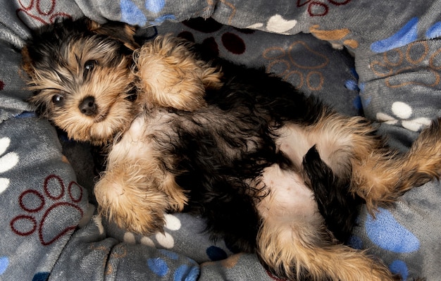 Vista superior do fofo yorkshire terrier relaxando na cama