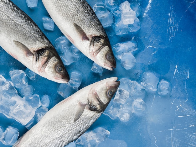 Foto grátis vista superior do peixe com cubos de gelo