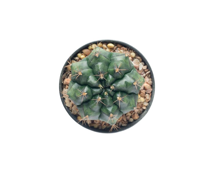 Foto grátis vista superior gymnocalycium cactus planta em uma panela com traçado de recorte isolado no fundo branco
