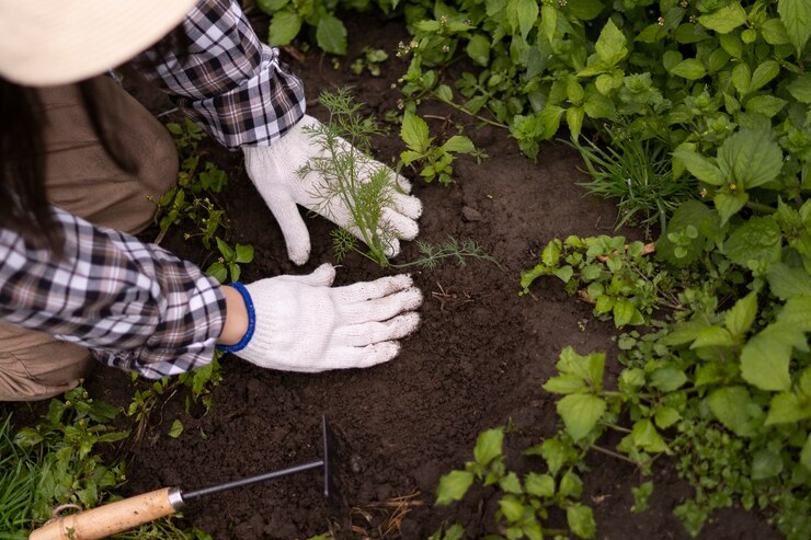 Foto grátis vista superior mulher cuidando de plantas