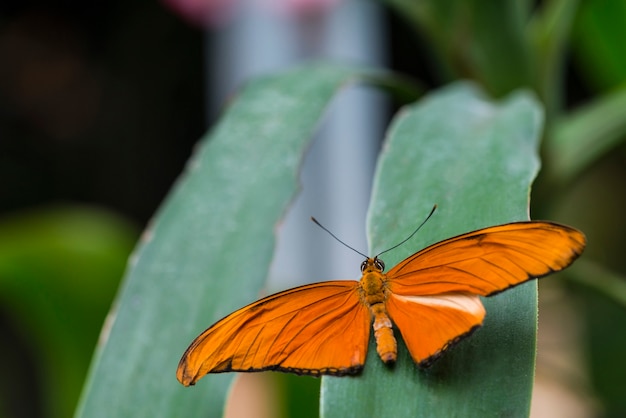 Vista traseira borboleta laranja na folha