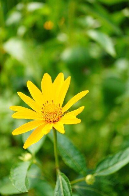 Vista vertical em close de uma flor amarela desabrochando com vegetação no fundo