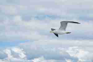 Foto grátis vôo da gaivota no céu com nuvens