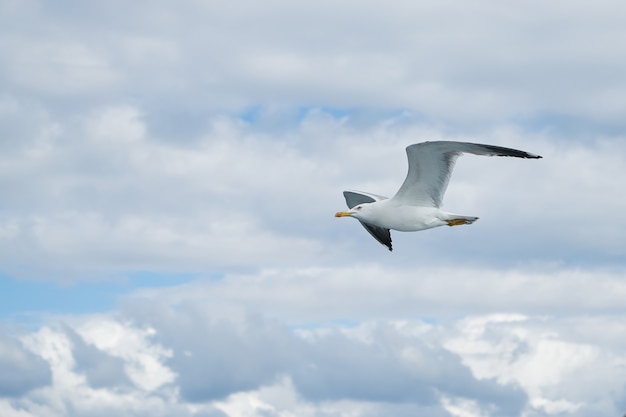Vôo da gaivota no céu com nuvens