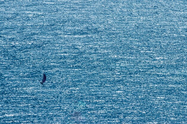 Vôo da gaivota sobre o mar
