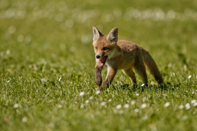 Vulpes de red fox vulpes na floresta europeia