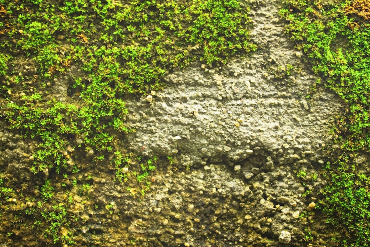 Foto grátis wallpaper close-up textura áspera ao ar livre