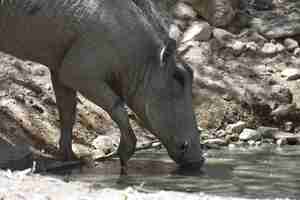 Foto grátis warthog bebendo de um bebedouro lamacento.