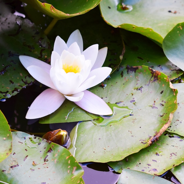 &quot;Waterlily florescendo no verão&quot;