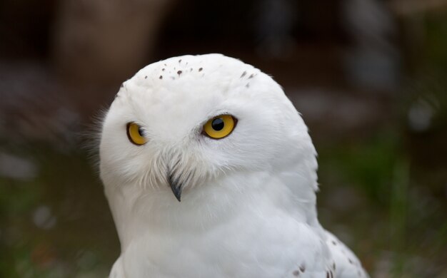 White Snowy Owl