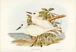 Foto grátis white tern (gygis candida) ilustrado por elizabeth gould