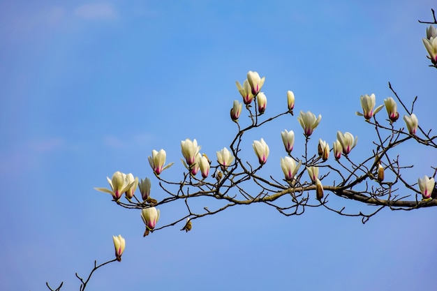 Foto grátis whites flores em um ramo seco