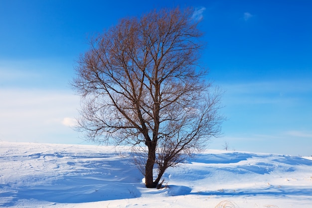 Winter lanscape com uma única árvore