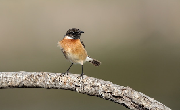 Wintering masculino stonechat europeu saxicola rubicola