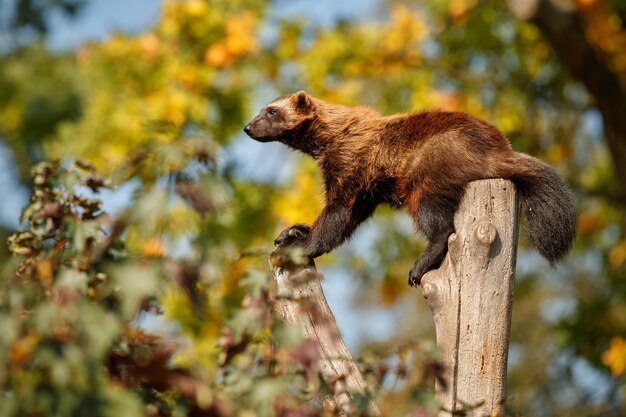 Wolverine majestoso pendurado em uma árvore em frente à natureza colorida