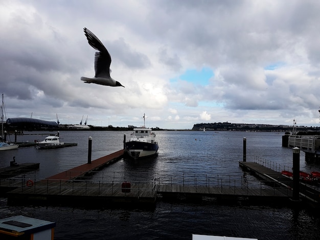 Foto grátis yacht club estacionamento gaivota pássaro voando