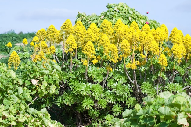 Yellow Sedum no jardim mediterrâneo