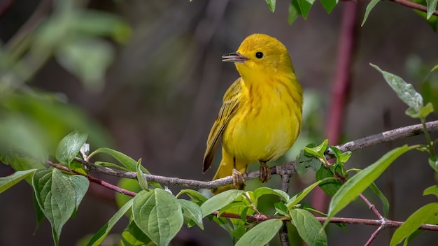 Foto grátis yellow warbler