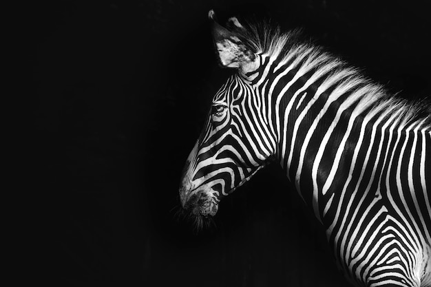 Zebra de grevy em fundo preto, remixado da fotografia de mehgan murphy