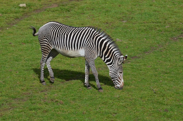 Zebra listrada mudando sua cauda em uma planície.