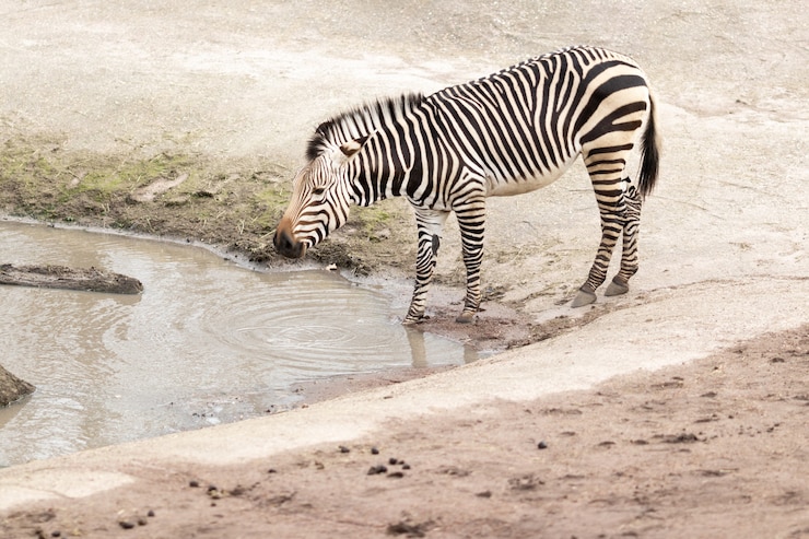 Foto grátis zebra perto de um lago sujo sob a luz do sol