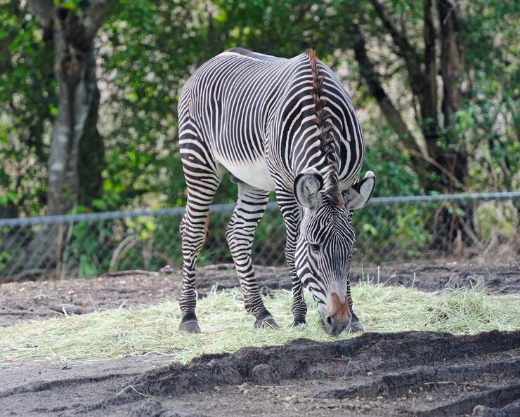Foto grátis zebra