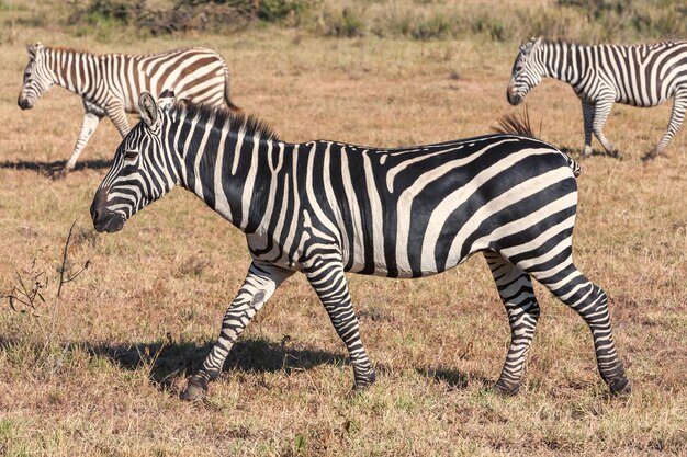 Zebras em pastagens