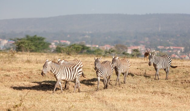 Zebras nas pastagens