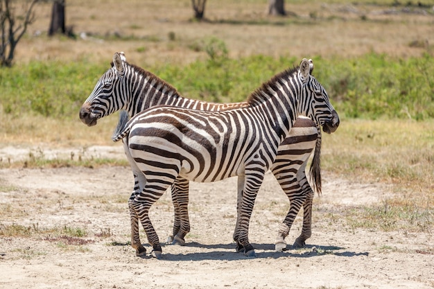 Zebras nas pastagens