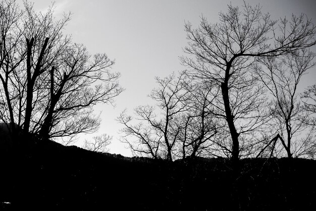 zona escura na floresta