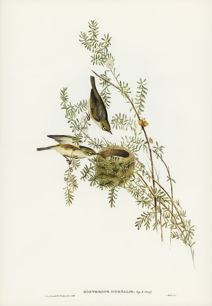 Zosterops de dorso cinza (Zosterops dorsalis) ilustrados por Elizabeth Gould