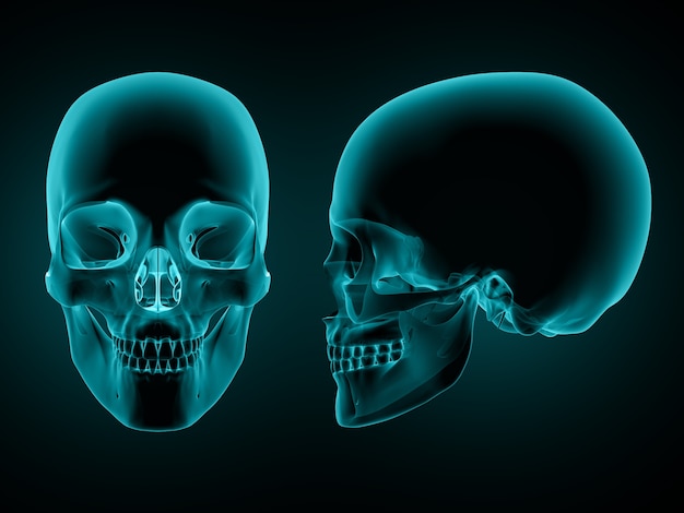 3D-Darstellung von einer Front- und Seitenansicht eines Schädels