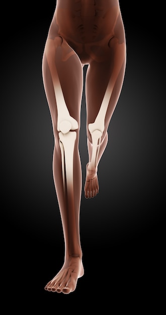 Kostenloses Foto 3d render von weiblichen medizinischen skelett beine laufen