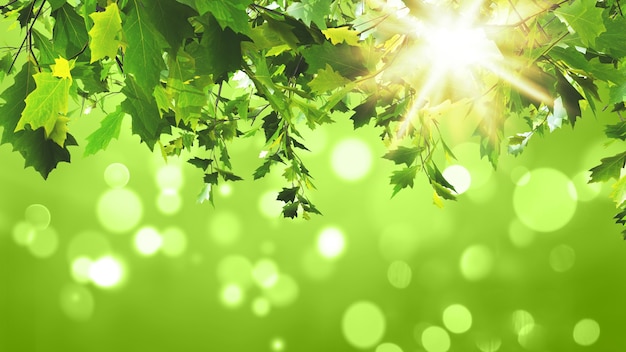 3D übertragen auf einem sonnigen grünen Hintergrund der grünen Blätter