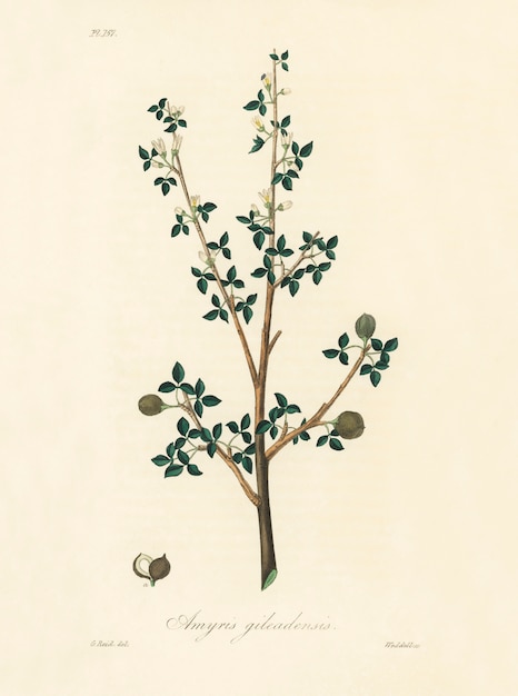 Kostenloses Foto abbildung der fackelwälder (amyris gileadensis) aus der medizinischen botanik (1836)
