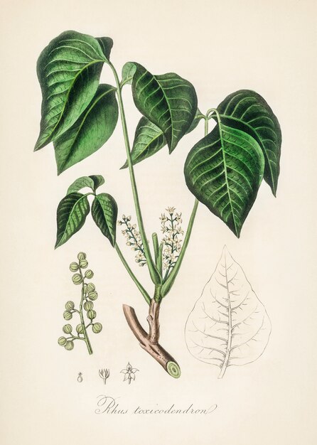 Abbildung von Poison Ivy (Rhus toxicodendron) aus der Medizinischen Botanik (1836)