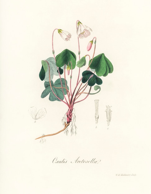 Kostenloses Foto abbildung von sauerampfer (oxalis acetosella) aus der medizinischen botanik (1836)