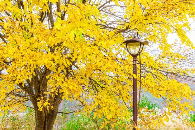 Abendumgebung natürliche ruhige Sonnenstrahlen