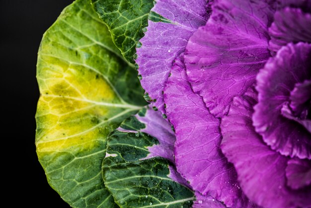 Abschluss oben der Blume im Garten