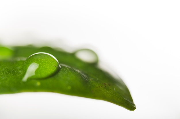 Abschluss oben der Wassertropfen auf Blatt