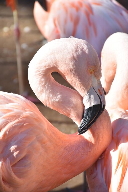 Absolut atemberaubende Nahaufnahme des Kopfes eines Flamingos